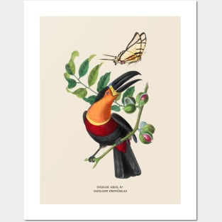 Toucan and Butterfly Antique Naturalist Illustration Posters and Art